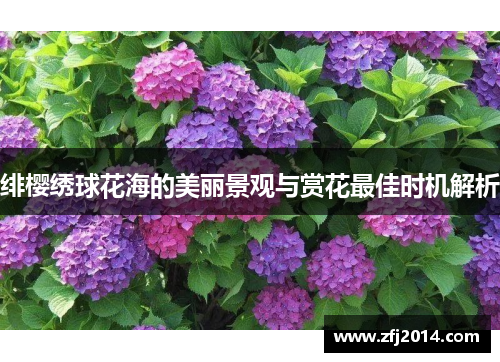 绯樱绣球花海的美丽景观与赏花最佳时机解析